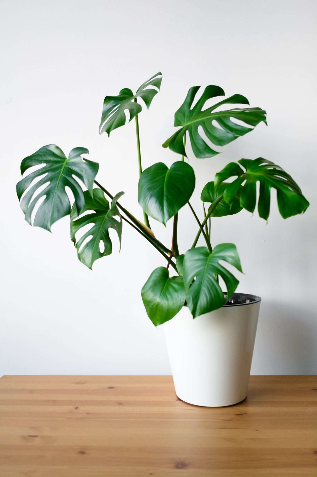 MONSTERA